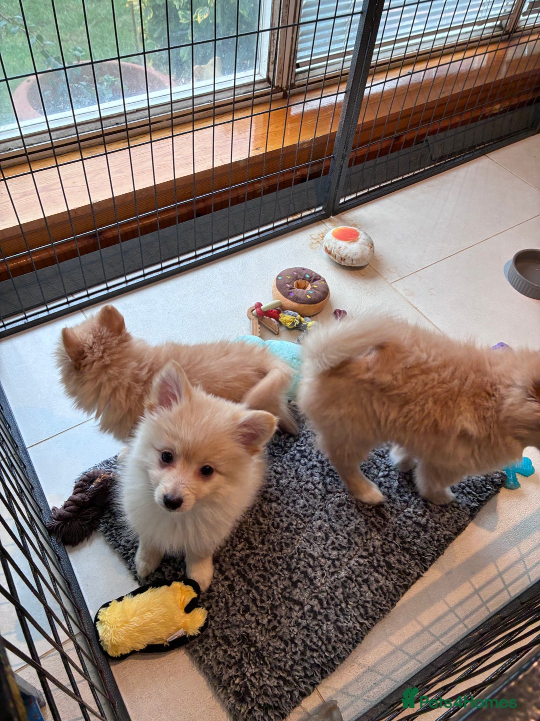 Pomsky dogs for sale: Amazing pomsky puppies - Advert 2