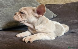 French Bulldog dogs for sale: Last 2 females dwkc frenchies - Image 21