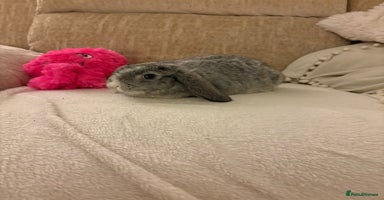 Mini Lop rabbits Mini lop ready 18th December  - Advert 2