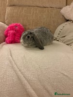 Mini Lop rabbits Mini lop ready 18th December - Advert 15