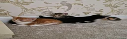 Mixed Breed cats for sale: Kittens Ready Now in Basildon - Advert 5