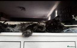 Maine Coon cats for sale: 1 BLACK SMOKE BOY 1 TORTIE GIRL MAINE COON KITTENS - Image 28