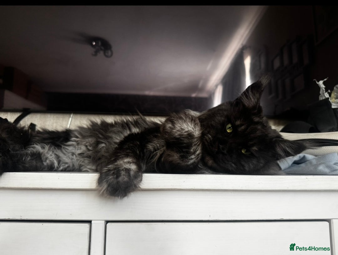 Maine Coon cats for sale: 1 BLACK SMOKE BOY 1 TORTIE GIRL MAINE COON KITTENS - Image 28