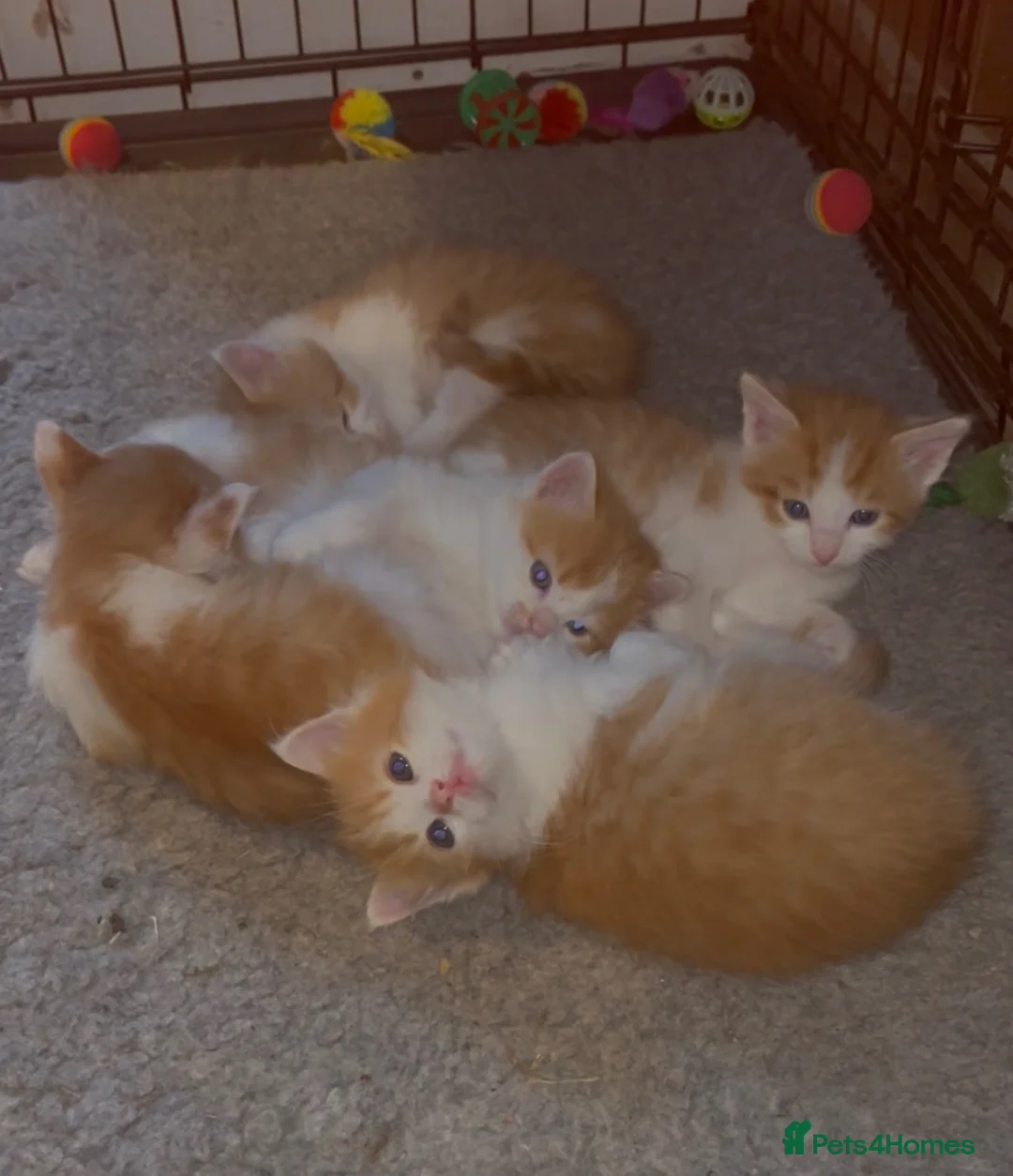 Mixed Breed cats for sale: Ginger and White Kittens  in Leominster - Advert 4