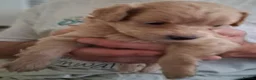 Mixed Breed dogs for sale: Puppies for sale in Southport - Advert 4