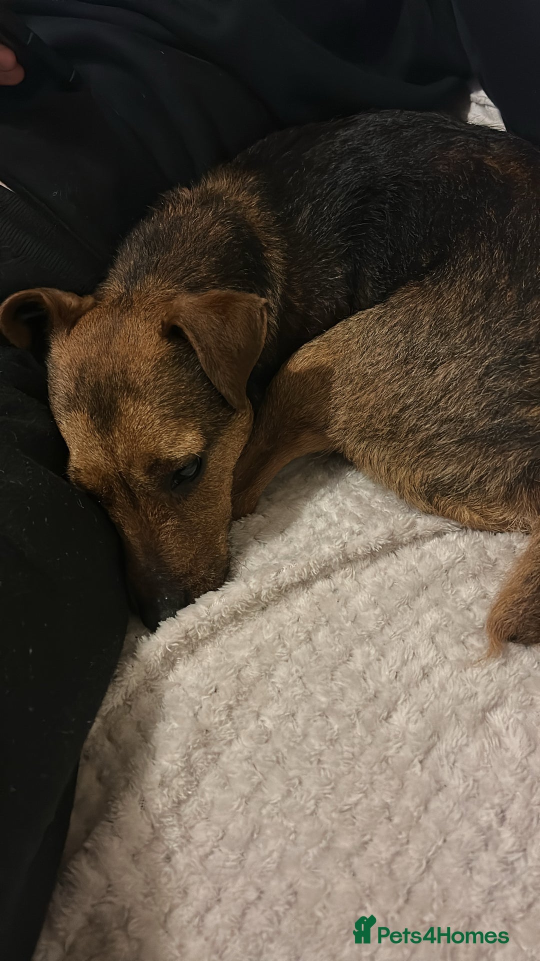 Patterdale Terrier dogs for sale: 2yr old patterdale  - Advert 2