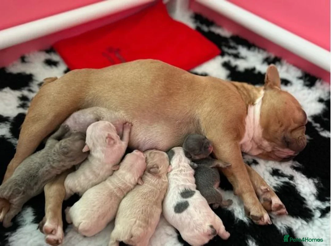 French Bulldog dogs for sale: Beautiful Litter of French Bulldog Pups for Sale in London - Advert 6
