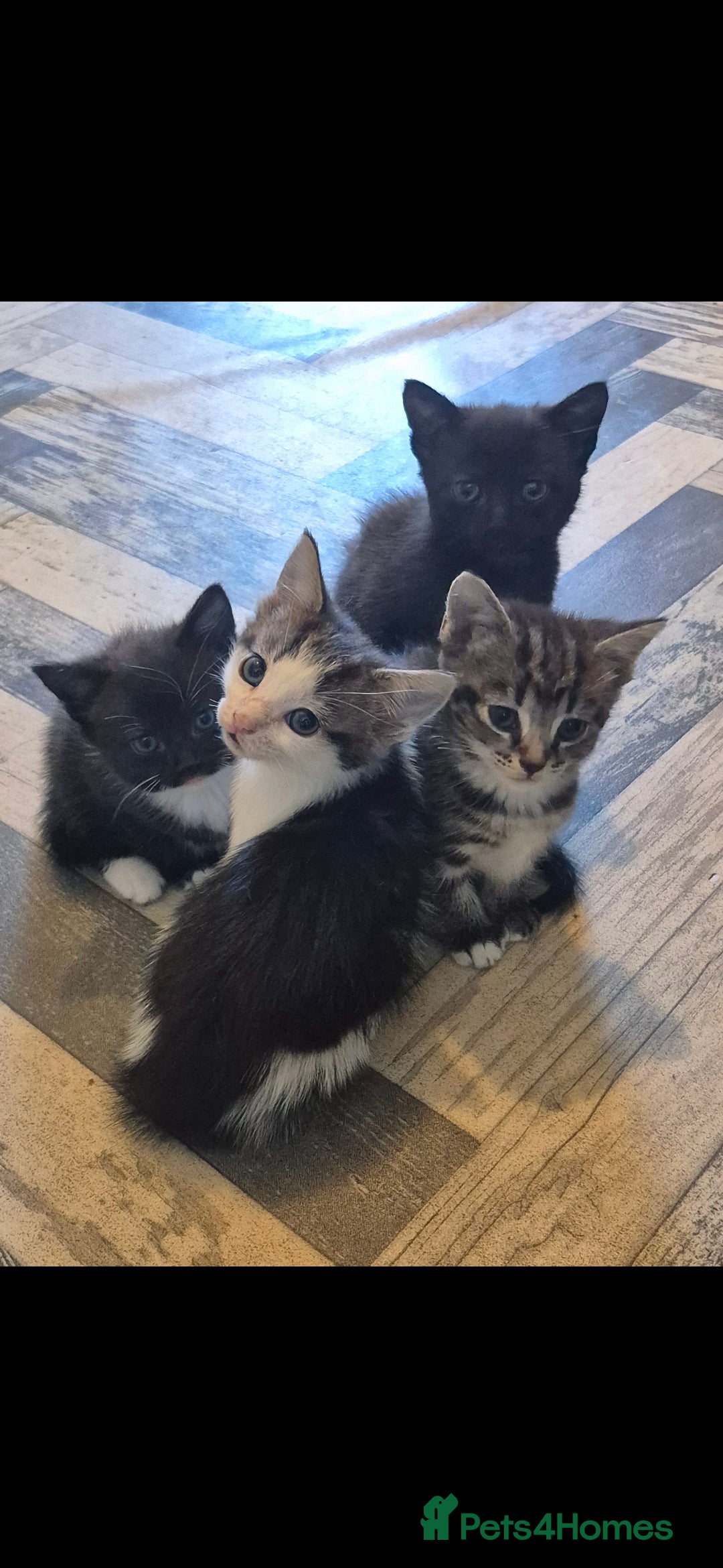 Mixed Breed cats for sale: 5 adorable kittens READY NOW - Image 2