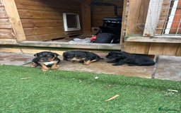 Patterdale Terrier dogs for sale: ❤️❤️Rosie & bobs litter ❤️❤️ - Image 10