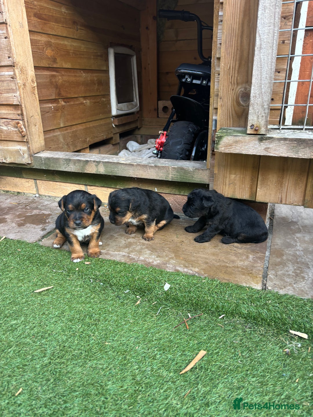 Patterdale Terrier dogs for sale: ❤️❤️Rosie & bobs litter ❤️❤️ - Image 10