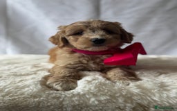 Labradoodle dogs for sale: Labradoodle  - Image 10