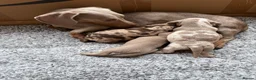 Miniature Dachshund dogs for sale: Rainbow minture dachshunds  - Advert 4