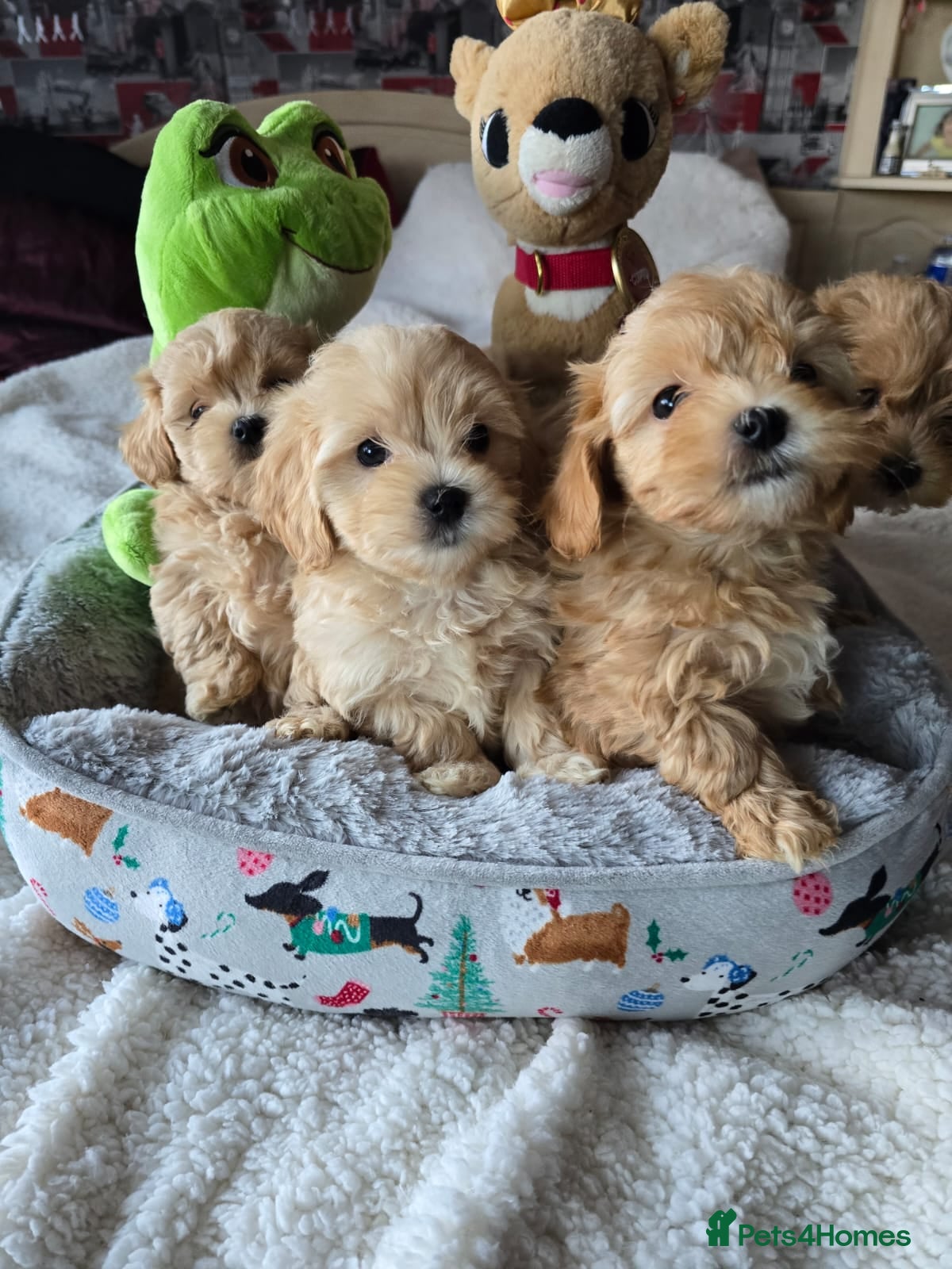 Maltipoo dogs 4 Stunning F1 Asian Maltipoos Health checked  - Advert 3