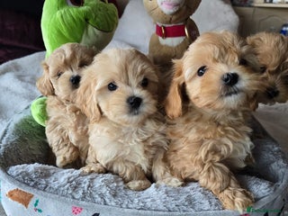 Maltipoo dogs 4 Stunning F1 Asian Maltipoos Health checked - Advert 3