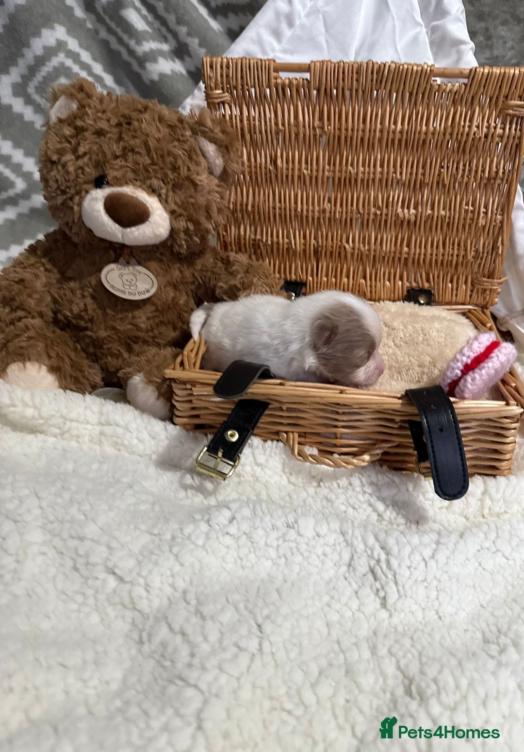 Pomeranian dogs for sale: Kc rainbow 🌈 Pomeranians  - Advert 3