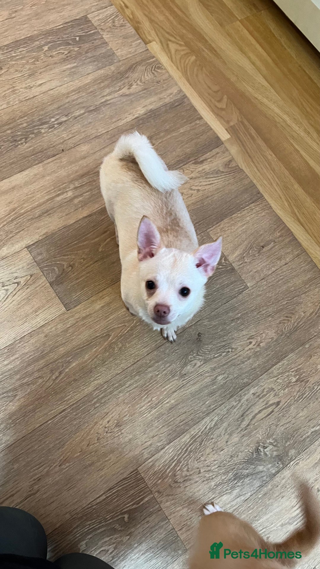 Pomchi dogs for sale: Pomchi's  - Advert 14