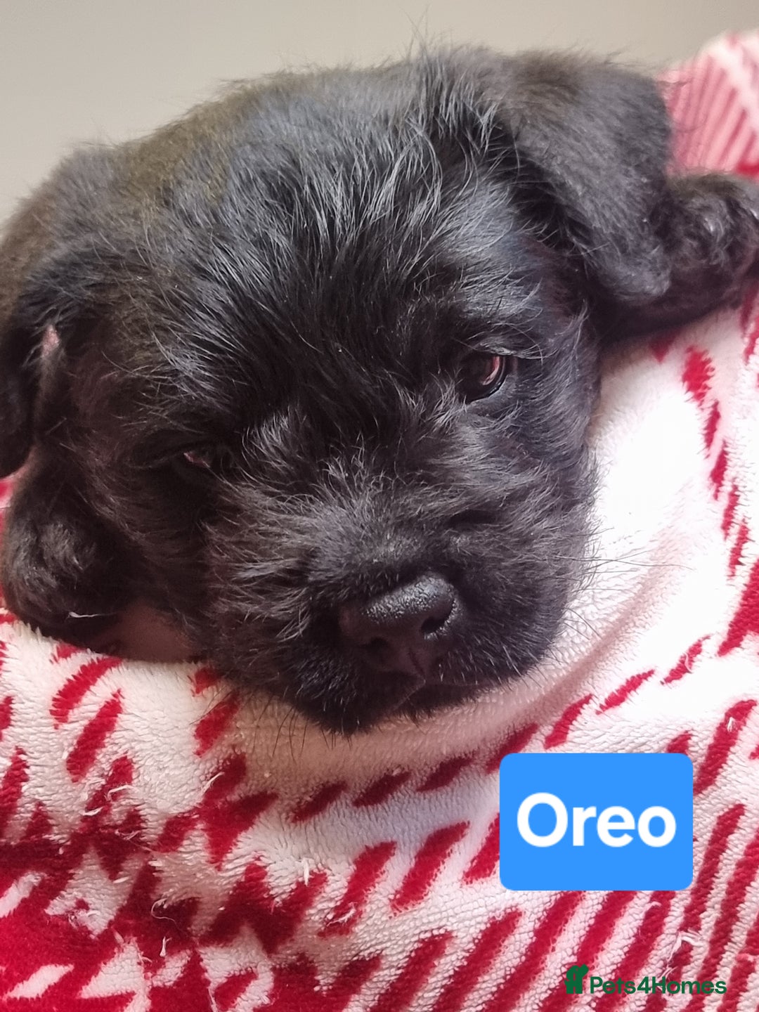 Mixed Breed dogs for sale: French Bulldog × Hungarian Puli Puppies - Advert 8