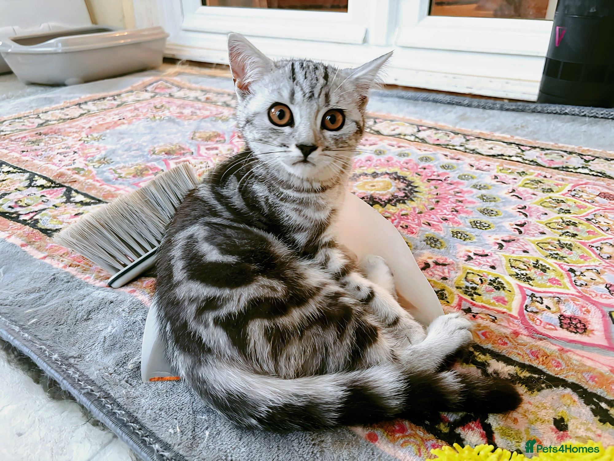 British Shorthair cats GCCF BSH last two silver tabby girls READY NOW  - Advert 5