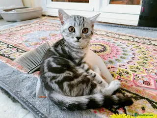 British Shorthair cats GCCF BSH last two silver tabby girls READY NOW - Advert 5