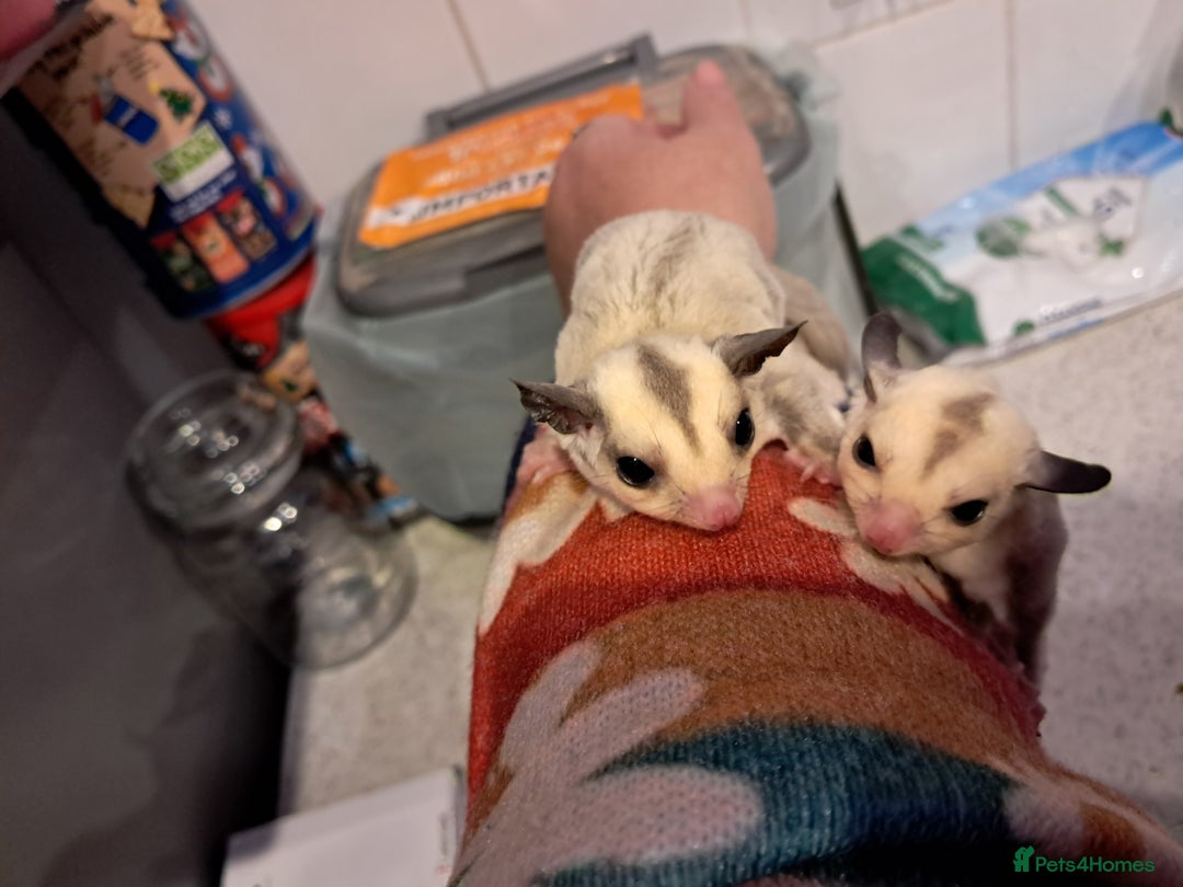 Sugar Glider rodents for sale: Female Platinum het Leucistic Sugar Glider Joeys - Advert 2