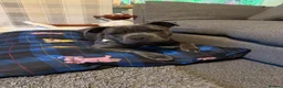 Mixed Breed dogs for sale: Oakley 🐶 Staffy x Cane Corso (11 Months Old) - Advert 5
