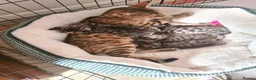 Bengal cats for sale: Kittens x bengal  - Advert 8