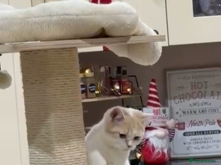 British Shorthair cats READY TO LEAVE😽Full Pedigree Registered BSH🌷 - Advert 11