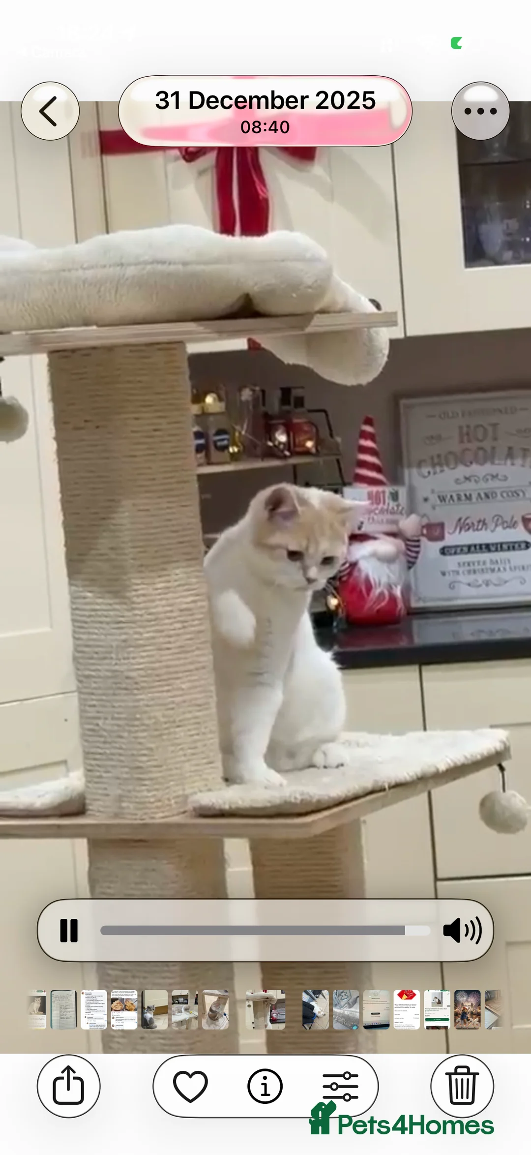 British Shorthair cats for sale: READY TO LEAVE😽Full Pedigree Registered BSH🌷 - Advert 1