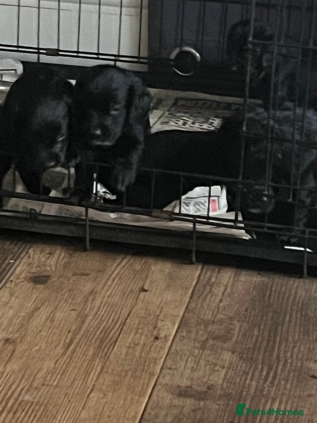 Cocker Spaniel dogs for sale: LAST LITTLE BOY  6 adorable Cocker Spaniel pups - Advert 21