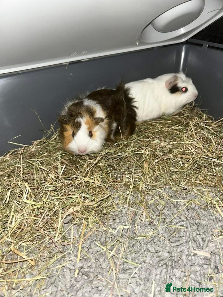Guinea Pig rodents Guinea Pigs to rehome  - Advert 3