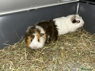 Guinea Pig rodents Guinea Pigs to rehome - Advert 1