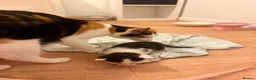 Mixed Breed cats for sale: Black & White Kitten for Sale 🐾 in Worcester - Advert 8
