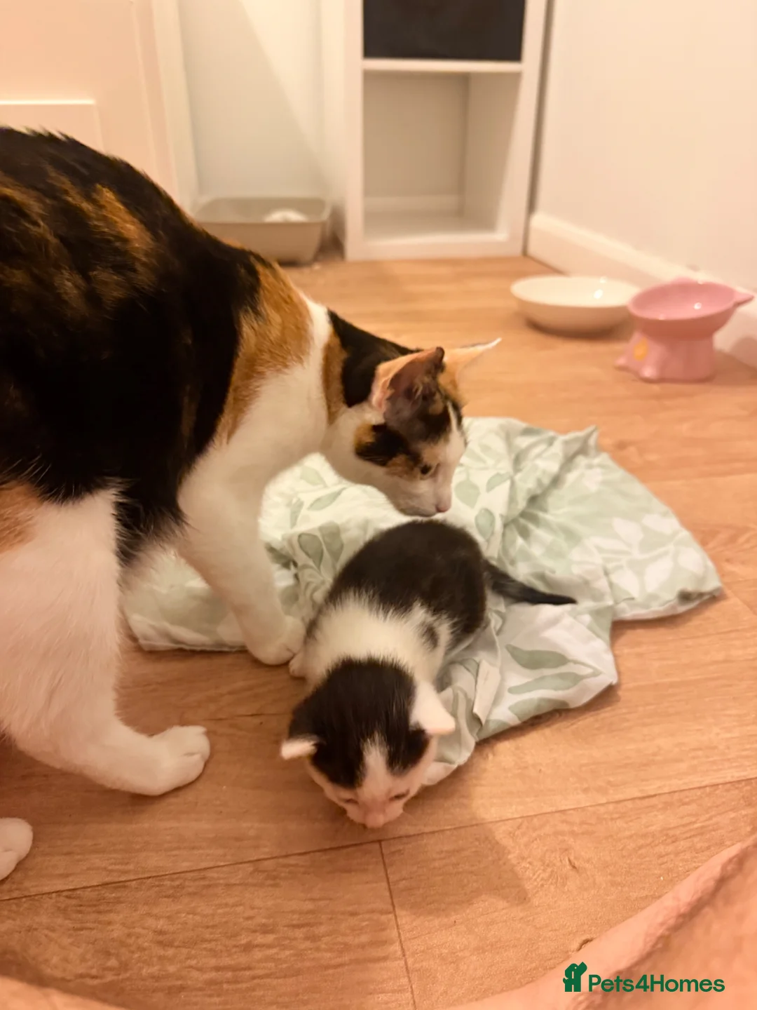 Mixed Breed cats for sale: Black & White Kitten for Sale 🐾 in Worcester - Advert 8