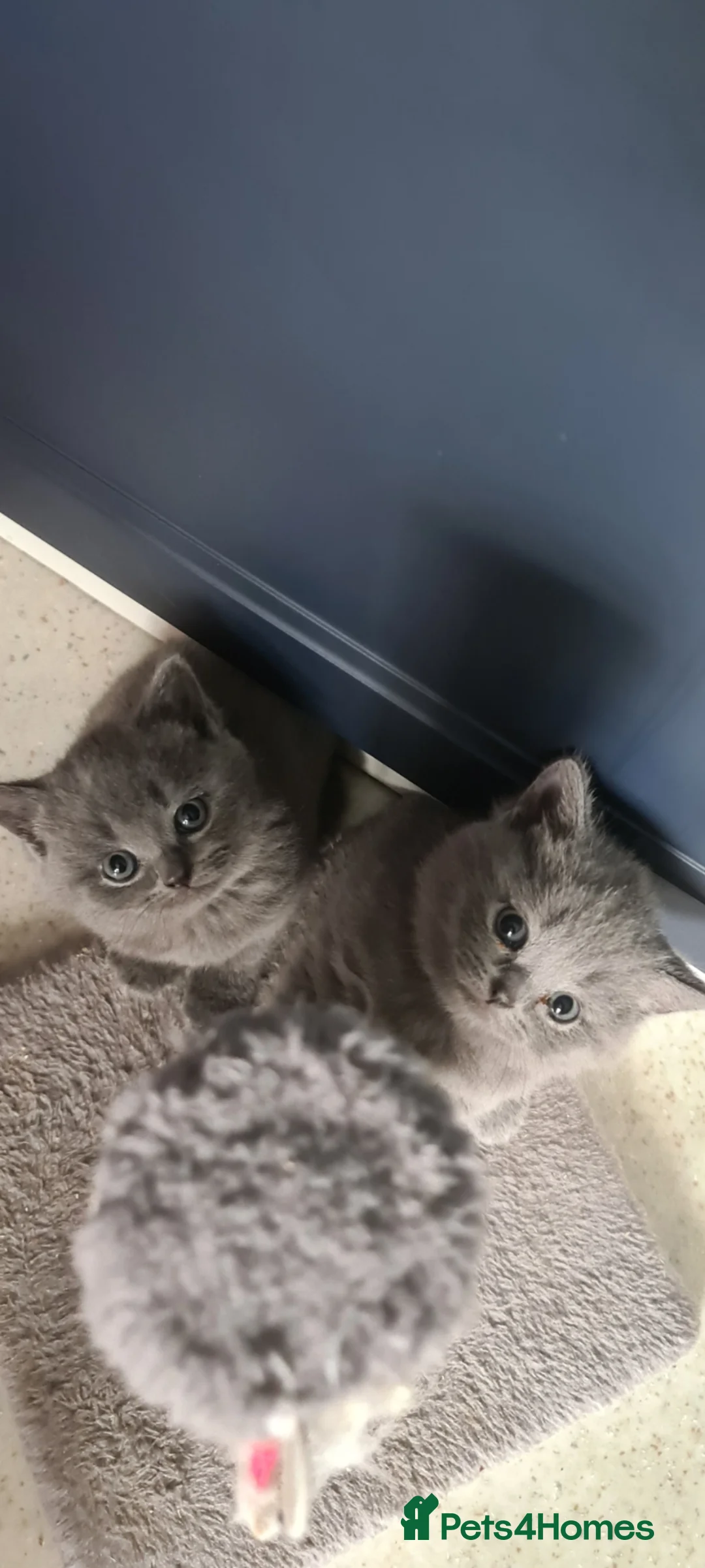 British Shorthair cats for sale: British Shorthair kittens  - Advert 1