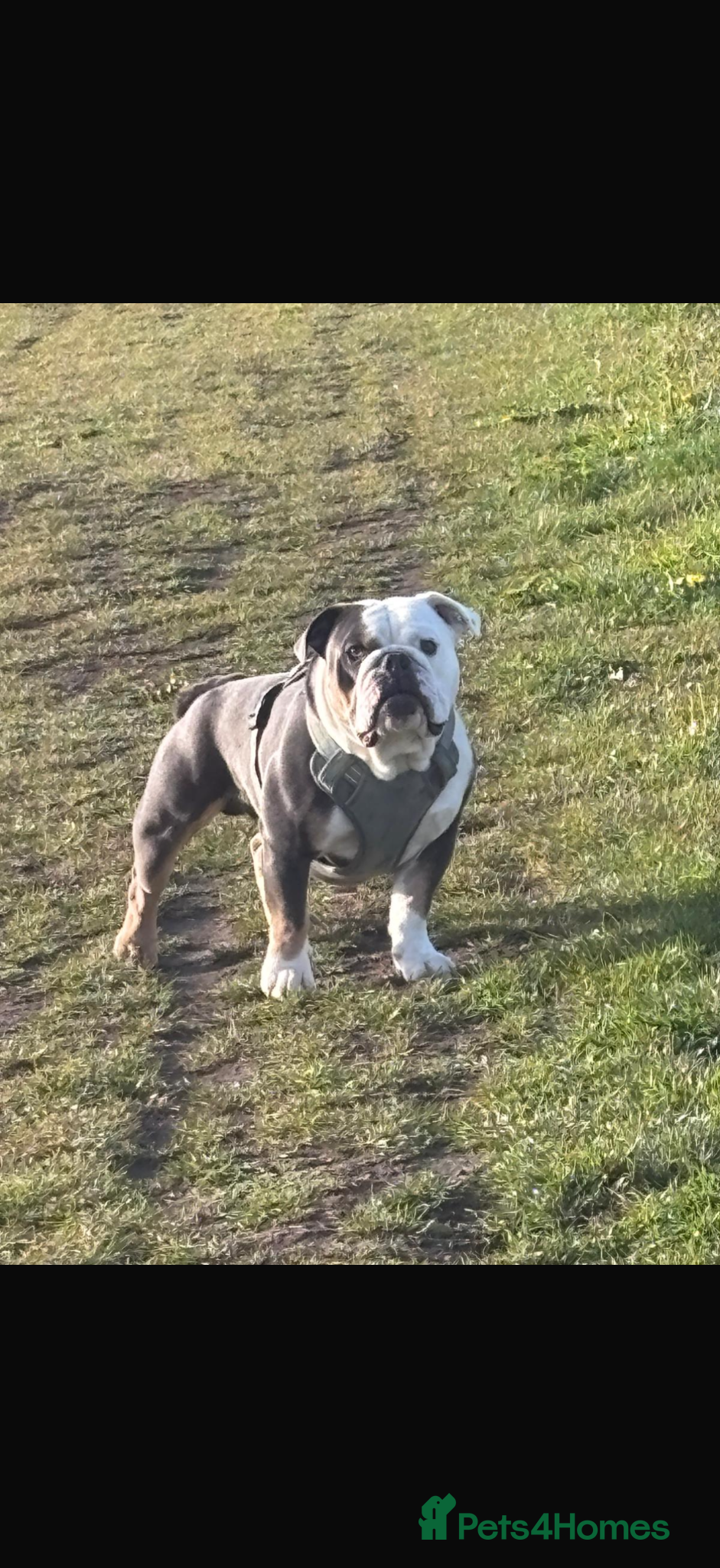 Olde English Bulldogge dogs New english bulldog  - Advert 9