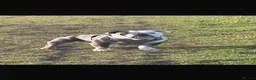 Olde English Bulldogge dogs for sale: New english bulldog  - Advert 1