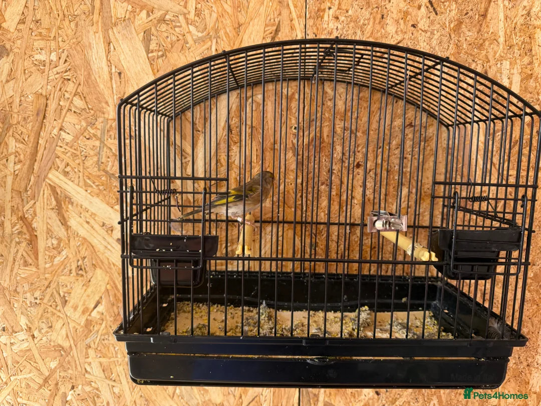 Canaries birds for sale: Goldfinch mule in Chichester - Advert 5