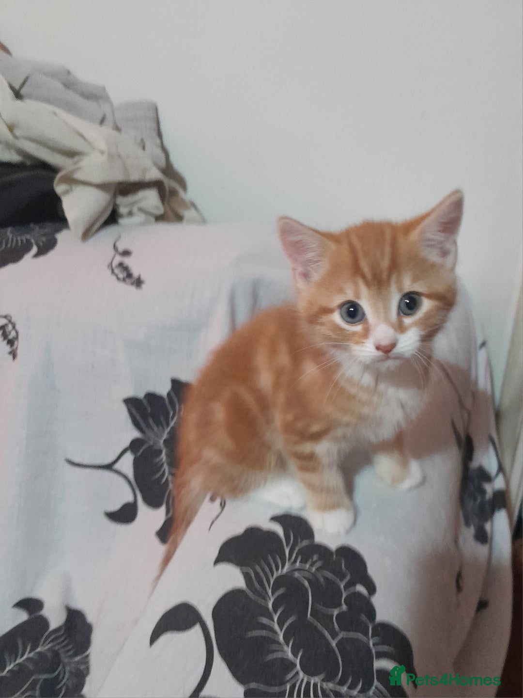 Mixed Breed cats for sale: 3 gorgeous kittens 😺😸😻 - Advert 26