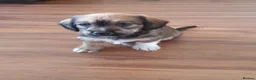 Mixed Breed dogs for sale: Doxie chon puppies 1 girl 2 boys  - Advert 7