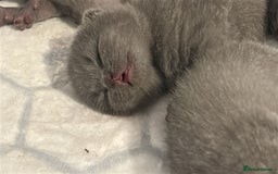 British Shorthair cats for sale: Beautiful Grey British Shorthair Kittens - Image 15