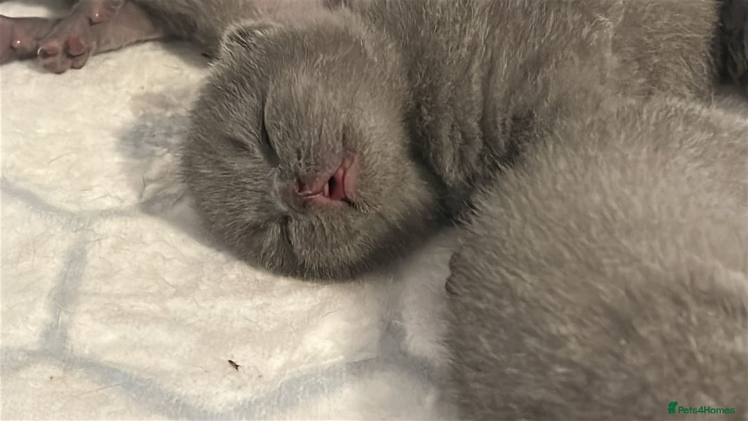 British Shorthair cats for sale: Beautiful Grey British Shorthair Kittens - Image 15