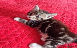 Mixed Breed cats for sale: kittens - Image 8