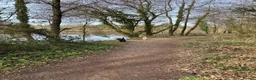 Cockapoo dogs for sale: Ruby and Rosie  in Cardiff - Advert 11