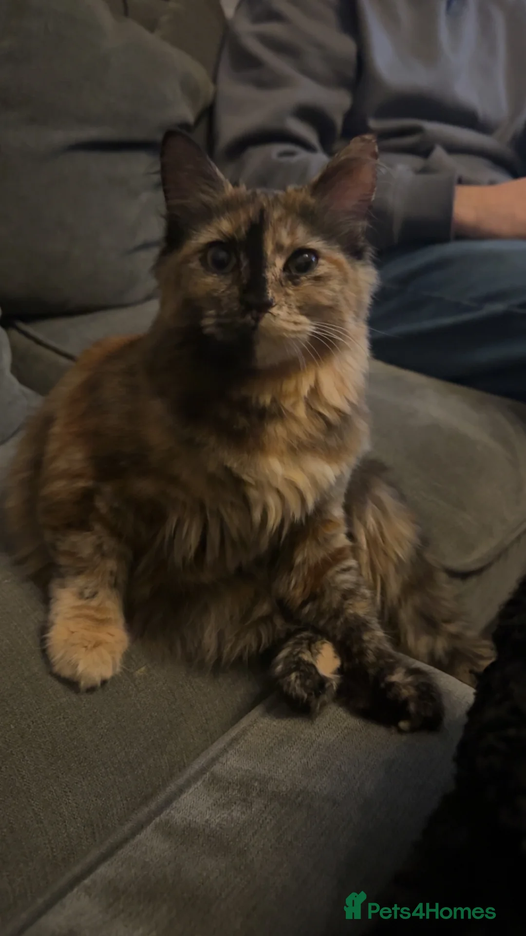 Mixed Breed cats for sale: Playful 10month old cat - Advert 1