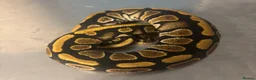 Python Snake reptiles for sale: Captive Bred Ball Pythons – Dundee - Advert 11