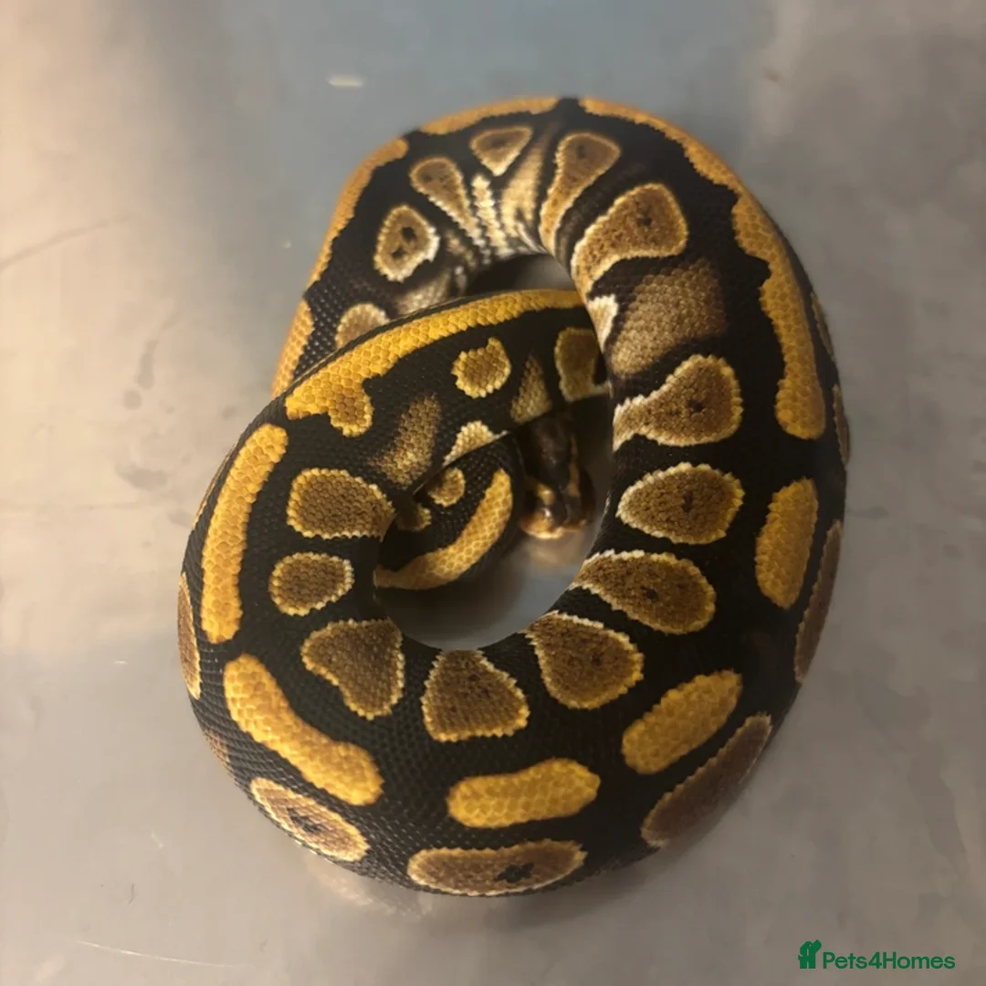 Python Snake reptiles for sale: Captive Bred Ball Pythons – Dundee - Advert 11