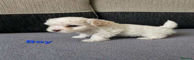 Poochon Puppy 5