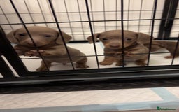 Miniature Dachshund dogs for sale: Isabella tan✨READY TO LEAVE - Image 9