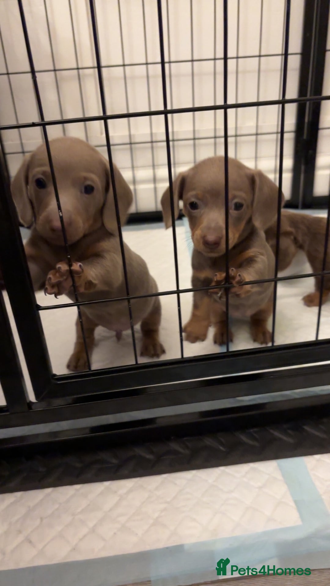 Miniature Dachshund dogs for sale: Isabella tan✨READY TO LEAVE - Image 9