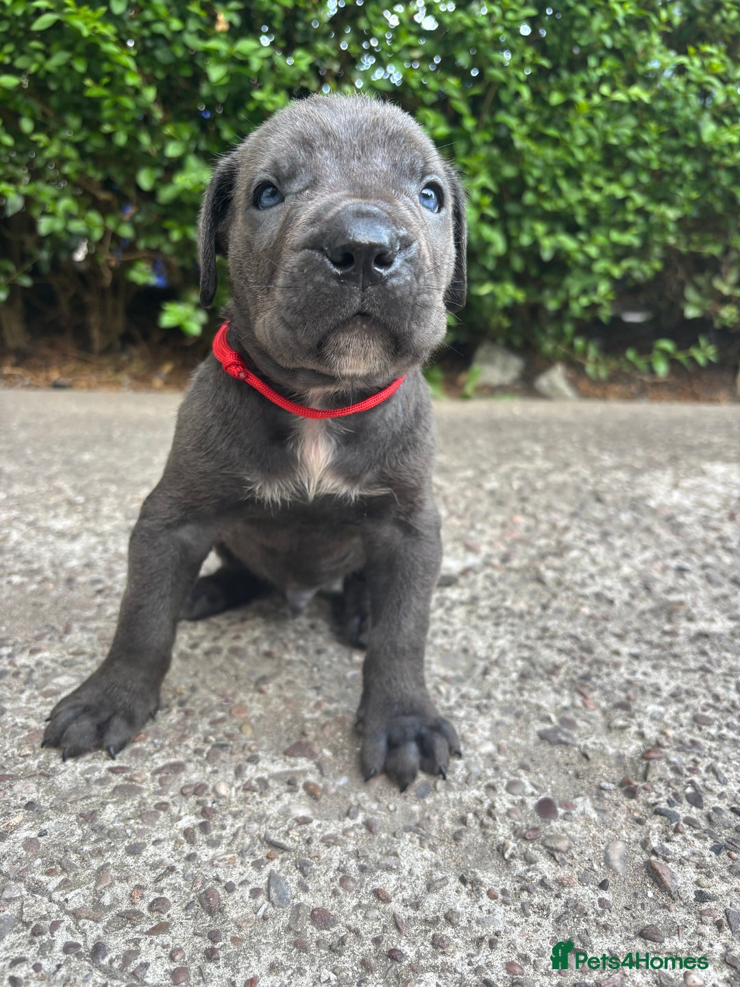 Cane Corso dogs for sale: 4 Cane corso puppy’s  - Image 7
